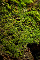 green moss on the stone