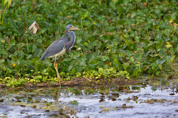 Tricolored Heron