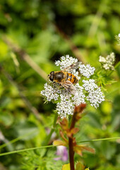 bee on a flower