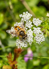 bee on a flower