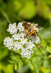 bee on a flower