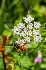 bee on a flower