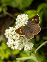 butterfly on a flower