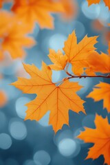 Fototapeta premium Autumn leaves on a golden blurred background