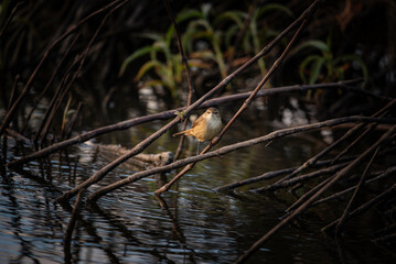 Small yellow finch