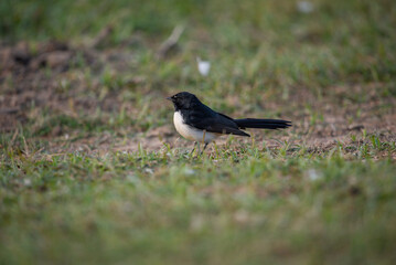 Willy Wagtail bird