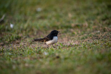 Willy Wagtail bird