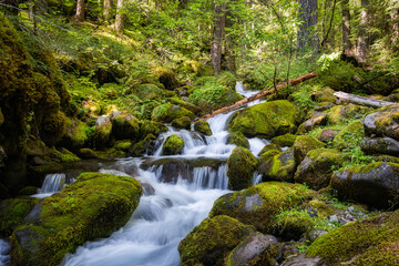 A cascading creek flows merrily through a lush rain forest in Oregon.