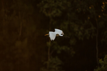 White Crane flying over a river