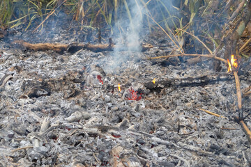Ash and burnt wood with abstract patterns and textures. Burning dry twigs and leaves to clean the garden. A picture or illustration of a forest fire