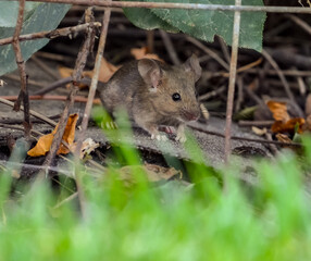 Babby Mouse in the Grass
