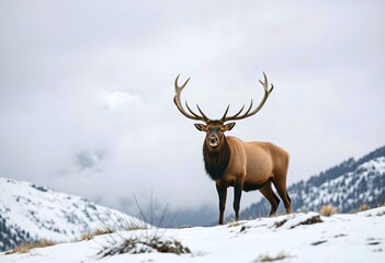 A large male elk with impressive antlers standing on a snowy mountain ridge with snow-capped peaks in the background
