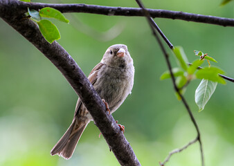 House Sparrow