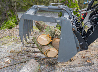 Baumarbeiten und Baumfällung an einem kranken Baum