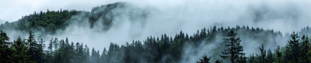 Enigmatic mist-covered forest view, foggy woods