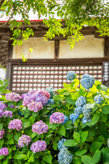 Katsuoji, the Temple of Daruma Dolls, in Osaka, Japan