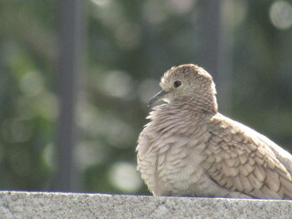 Bird Resting