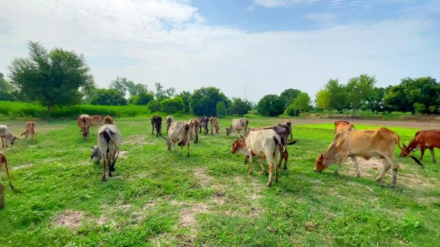Close-Up of Pakistani and Australian Cows Grazing on Farm - Kandhari Cows, Dairy Animals in Green Fields. 4k video.