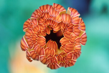 A close-up shot of as calendula flower as it begins unfolding into the day