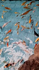 fish swimming in the pond