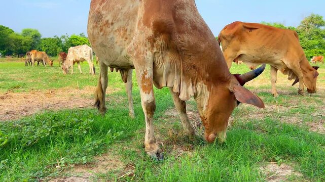 Close-Up of Pakistani and Australian Cows Grazing on Farm - Kandhari Cows, Dairy Animals in Green Fields. 4k video.