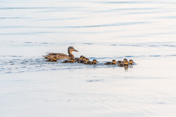 A family of ducks, a duck and its little ducklings are swimming in the water. The duck takes care of its newborn ducklings. Mallard, lat. Anas platyrhynchos