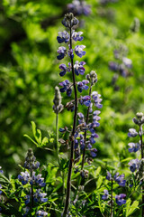 Purple alpine lupine in Juneau Alaska at Mendenhall Glacier