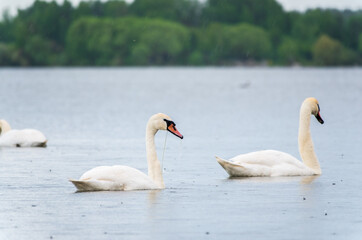 Two Graceful white Swans swimming in the lake, swans in the wild