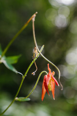 Wild flowers at Mendenhall Glacier in Tongass National Forest in Juneau Alaska
