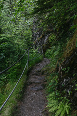 Obraz premium Hiking trail at Mendenhall Glacier in Tongass National Forest in Juneau Alaska