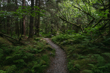 Hiking trail at Mendenhall Glacier in Tongass National Forest in Juneau Alaska