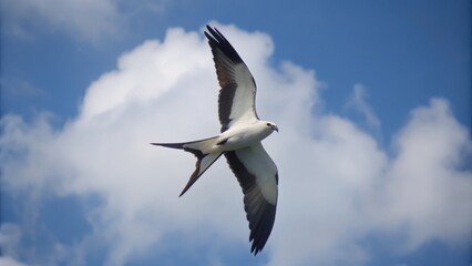 Obraz premium Black-winged Kite Soaring Against Cloudy Blue Sky