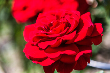 Red rose (Rosa) - beautiful, fresh and soft flower on the green deep field background.