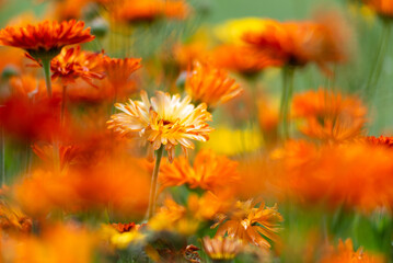 Marigold flower in the real garden, shallow depth of the field.