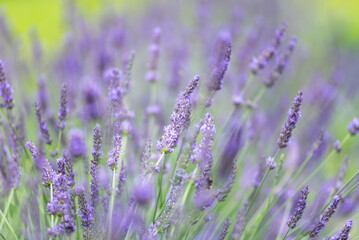 Obraz premium Selective focus on purple lavender flowers on blur background. Lavender field under the sunset, summer in Poland.