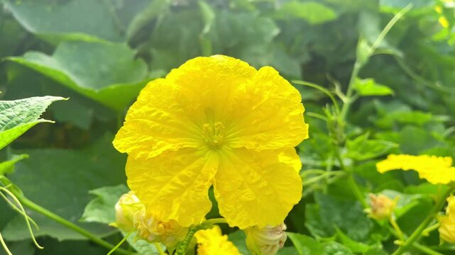 4k footage of Sponge gourd flower. Sponge gourd flower. Yellow Sponge gourd flower against green leaves. Luffa aegyptiaca, the sponge gourd, Egyptian