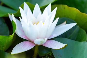 Beautiful lily flower blooming in a pond. Countryside in Poland, Europe. Summer time.