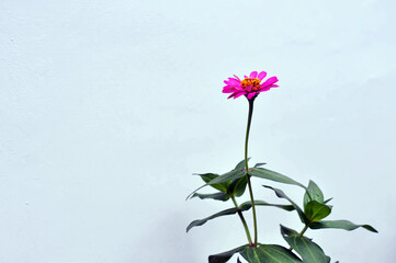 pink flowers in the garden