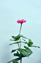 pink blooming flowers in the garden