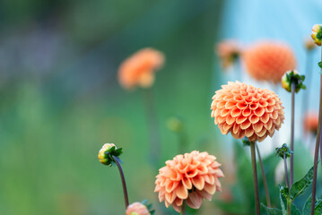 Gorgeous dahlia flower in real garden. Shallow depth of field.