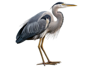 Fototapeta premium great blue heron ardea cinerea illustration isolated on a transparent Background