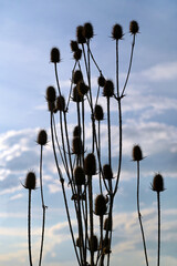 Dry thistle (Dipsacus fullonum) against the blue sky.