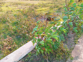 A gentle breeze blows away the cassava plants growing on the side of the village road