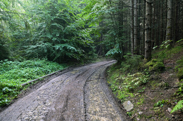Dirty ground road through a forest in the mountains after the rain.