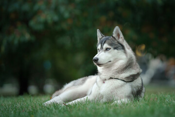 A Siberian Husky rests calmly on grass, surrounded by greenery. The dog relaxed posture complements...