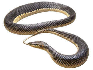 black and white rattlesnake illustration isolated on a transparent Background