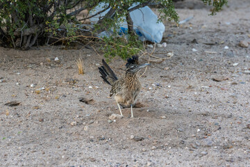 A Greater Roadrunner in Tucson, Arizona