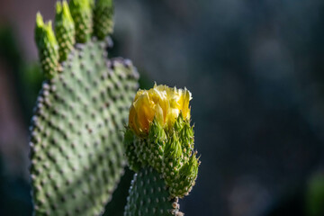 A flowering cactus in Tucson, Arizona