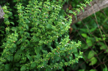 Fresh Lemon Balm (Melissa Officinalis)