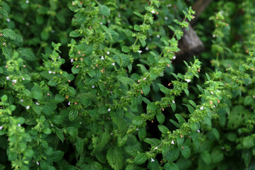 Fresh Lemon Balm (Melissa Officinalis)